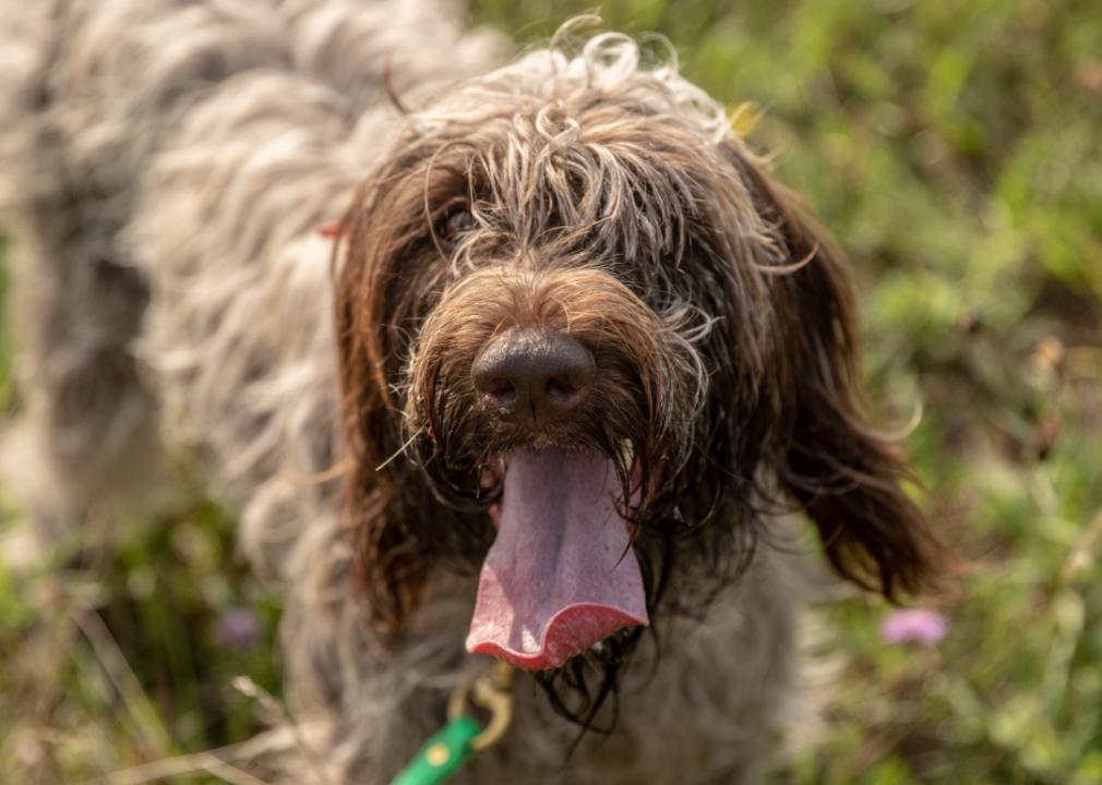 #34. Wirehaired pointing griffon (tie)